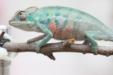 Holdbacks/Individuals: ALL NEW Ambanja Offspring from "Helm Hammerhand" x "Small Fry" - Hatched: May 25' - Male #3