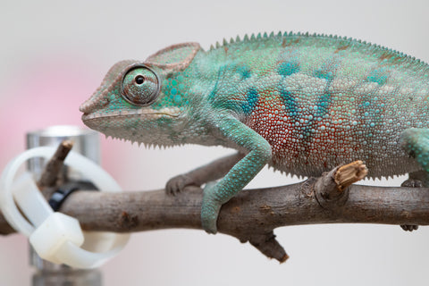 Holdbacks/Individuals: ALL NEW Ambanja Offspring from "Helm Hammerhand" x "Small Fry" - Hatched: May 25' - Male #3