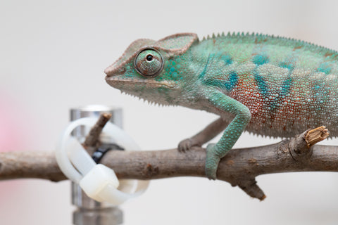 Holdbacks/Individuals: ALL NEW Ambanja Offspring from "Helm Hammerhand" x "Small Fry" - Hatched: May 25' - Male #3