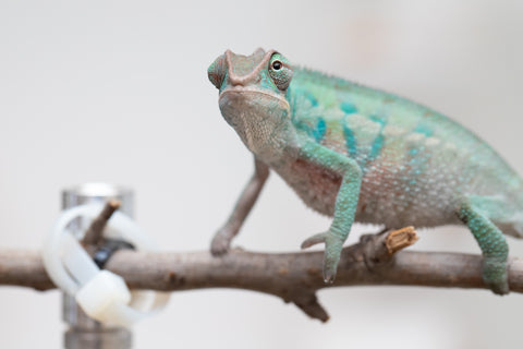 Holdbacks/Individuals: ALL NEW Ambanja Offspring from "Helm Hammerhand" x "Small Fry" - Hatched: May 25' - Male #3