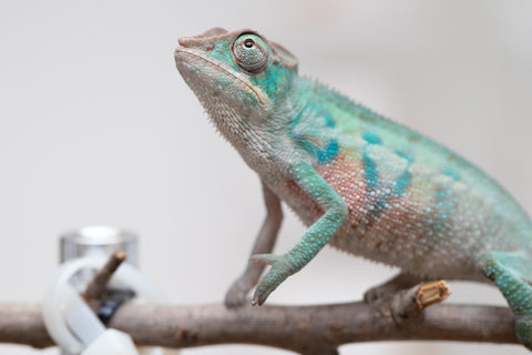Holdbacks/Individuals: ALL NEW Ambanja Offspring from "Helm Hammerhand" x "Small Fry" - Hatched: May 25' - Male #3