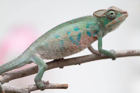 Holdbacks/Individuals: ALL NEW Ambanja Offspring from "Helm Hammerhand" x "Small Fry" - Hatched: May 25' - Male #3