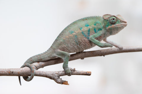 Holdbacks/Individuals: ALL NEW Ambanja Offspring from "Helm Hammerhand" x "Small Fry" - Hatched: May 25' - Male #3