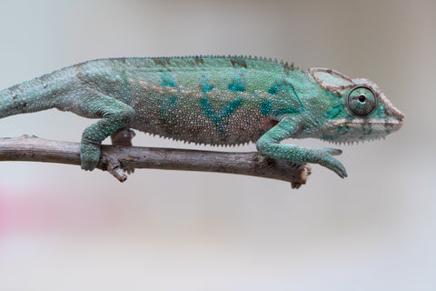 Holdbacks/Individuals: ALL NEW Ambanja Offspring from "Helm Hammerhand" x "Small Fry" - Hatched: May 25' - Male #3