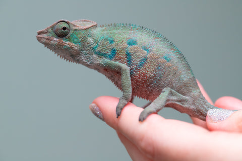 Holdbacks/Individuals: ALL NEW Ambanja Offspring from "Helm Hammerhand" x "Small Fry" - Hatched: May 25' - Male #3