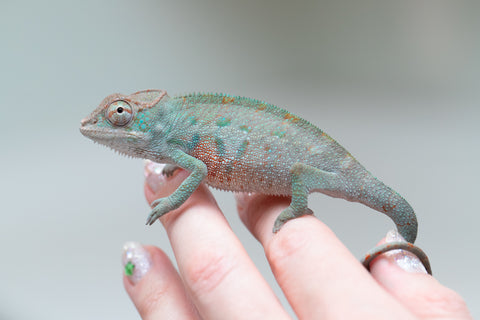 Holdbacks/Individuals: ALL NEW Ambanja Offspring from "Helm Hammerhand" x "Small Fry" - Hatched: May 25' - Male #3