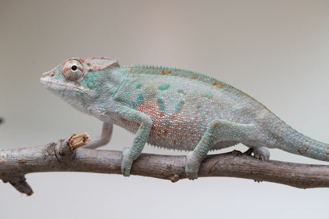Holdbacks/Individuals: ALL NEW Ambanja Offspring from "Helm Hammerhand" x "Small Fry" - Hatched: May 25' - Male #3