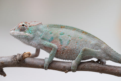 Holdbacks/Individuals: ALL NEW Ambanja Offspring from "Helm Hammerhand" x "Small Fry" - Hatched: May 25' - Male #3