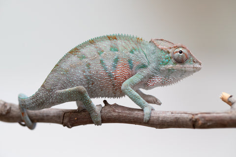 Holdbacks/Individuals: ALL NEW Ambanja Offspring from "Helm Hammerhand" x "Small Fry" - Hatched: May 25' - Male #3