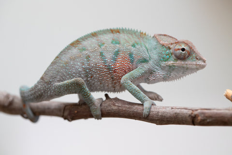 Holdbacks/Individuals: ALL NEW Ambanja Offspring from "Helm Hammerhand" x "Small Fry" - Hatched: May 25' - Male #3