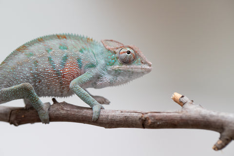 Holdbacks/Individuals: ALL NEW Ambanja Offspring from "Helm Hammerhand" x "Small Fry" - Hatched: May 25' - Male #3