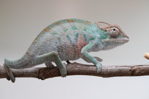 Holdbacks/Individuals: ALL NEW Ambanja Offspring from "Helm Hammerhand" x "Small Fry" - Hatched: May 25' - Male #3