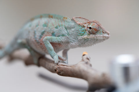 Holdbacks/Individuals: ALL NEW Ambanja Offspring from "Helm Hammerhand" x "Small Fry" - Hatched: May 25' - Male #3