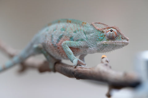 Holdbacks/Individuals: ALL NEW Ambanja Offspring from "Helm Hammerhand" x "Small Fry" - Hatched: May 25' - Male #3
