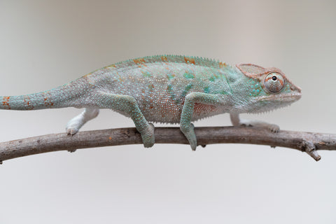 Holdbacks/Individuals: ALL NEW Ambanja Offspring from "Helm Hammerhand" x "Small Fry" - Hatched: May 25' - Male #3