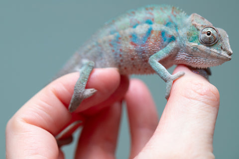 Holdbacks/Individuals: ALL NEW Ambanja Offspring from "Helm Hammerhand" x "Small Fry" - Hatched: May 25' - Male #4