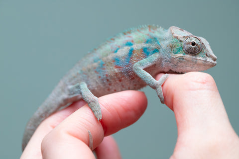 Holdbacks/Individuals: ALL NEW Ambanja Offspring from "Helm Hammerhand" x "Small Fry" - Hatched: May 25' - Male #4