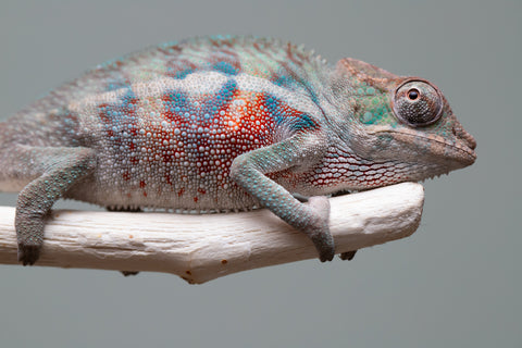 Holdbacks/Individuals: ALL NEW Ambanja Offspring from "Helm Hammerhand" x "Small Fry" - Hatched: May 25' - Male #4