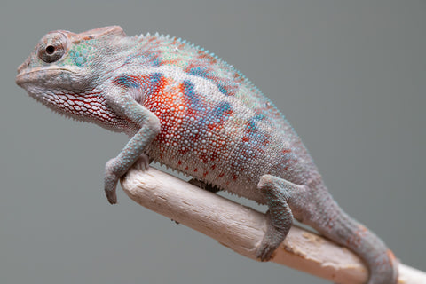 Holdbacks/Individuals: ALL NEW Ambanja Offspring from "Helm Hammerhand" x "Small Fry" - Hatched: May 25' - Male #4