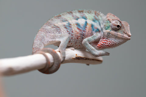 Holdbacks/Individuals: ALL NEW Ambanja Offspring from "Helm Hammerhand" x "Small Fry" - Hatched: May 25' - Male #4