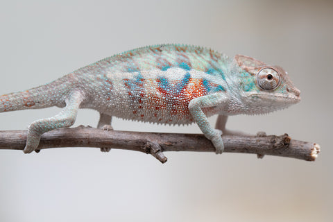 Holdbacks/Individuals: ALL NEW Ambanja Offspring from "Helm Hammerhand" x "Small Fry" - Hatched: May 25' - Male #4
