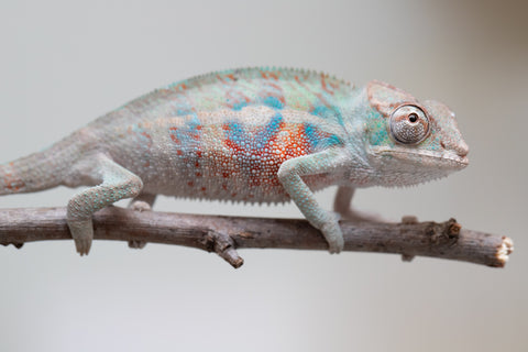 Holdbacks/Individuals: ALL NEW Ambanja Offspring from "Helm Hammerhand" x "Small Fry" - Hatched: May 25' - Male #4