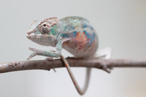 Holdbacks/Individuals: ALL NEW Ambanja Offspring from "Helm Hammerhand" x "Small Fry" - Hatched: May 25' - Male #4