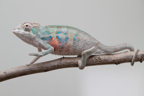 Holdbacks/Individuals: ALL NEW Ambanja Offspring from "Helm Hammerhand" x "Small Fry" - Hatched: May 25' - Male #4