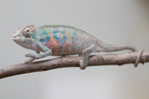 Holdbacks/Individuals: ALL NEW Ambanja Offspring from "Helm Hammerhand" x "Small Fry" - Hatched: May 25' - Male #4