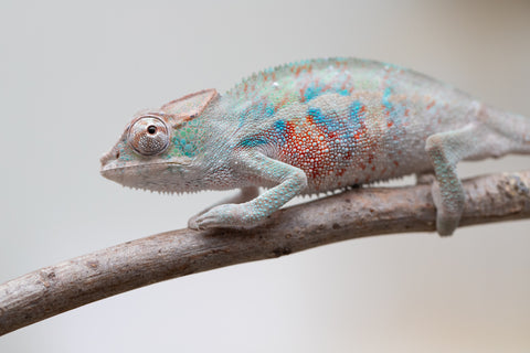 Holdbacks/Individuals: ALL NEW Ambanja Offspring from "Helm Hammerhand" x "Small Fry" - Hatched: May 25' - Male #4