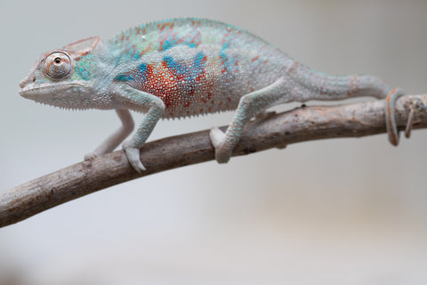 Holdbacks/Individuals: ALL NEW Ambanja Offspring from "Helm Hammerhand" x "Small Fry" - Hatched: May 25' - Male #4