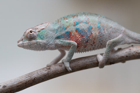 Holdbacks/Individuals: ALL NEW Ambanja Offspring from "Helm Hammerhand" x "Small Fry" - Hatched: May 25' - Male #4