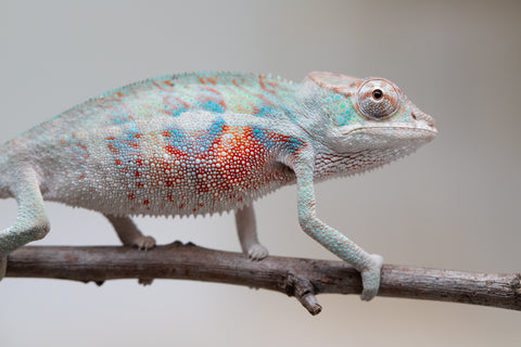 Holdbacks/Individuals: ALL NEW Ambanja Offspring from "Helm Hammerhand" x "Small Fry" - Hatched: May 25' - Male #4