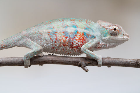 Holdbacks/Individuals: ALL NEW Ambanja Offspring from "Helm Hammerhand" x "Small Fry" - Hatched: May 25' - Male #4