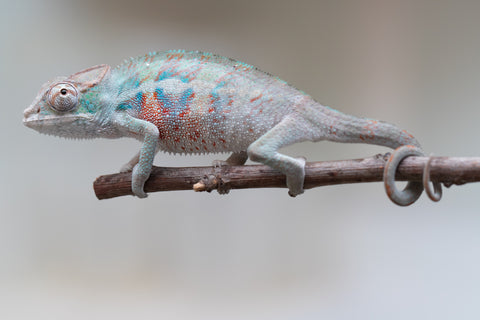 Holdbacks/Individuals: ALL NEW Ambanja Offspring from "Helm Hammerhand" x "Small Fry" - Hatched: May 25' - Male #4