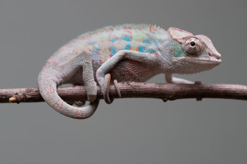 Holdbacks/Individuals: ALL NEW Ambanja Offspring from "Helm Hammerhand" x "Small Fry" - Hatched: May 25' - Male #4