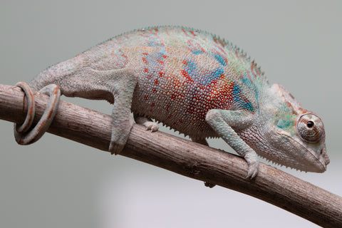 Holdbacks/Individuals: ALL NEW Ambanja Offspring from "Helm Hammerhand" x "Small Fry" - Hatched: May 25' - Male #4