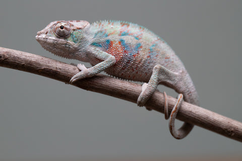 Holdbacks/Individuals: ALL NEW Ambanja Offspring from "Helm Hammerhand" x "Small Fry" - Hatched: May 25' - Male #4