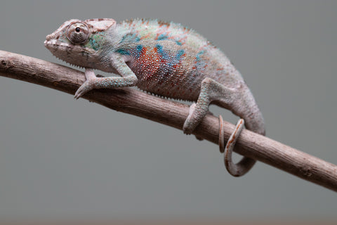 Holdbacks/Individuals: ALL NEW Ambanja Offspring from "Helm Hammerhand" x "Small Fry" - Hatched: May 25' - Male #4