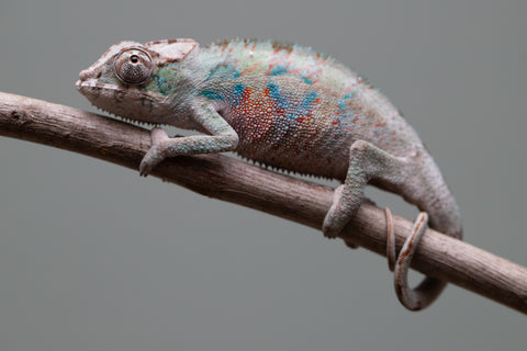 Holdbacks/Individuals: ALL NEW Ambanja Offspring from "Helm Hammerhand" x "Small Fry" - Hatched: May 25' - Male #4