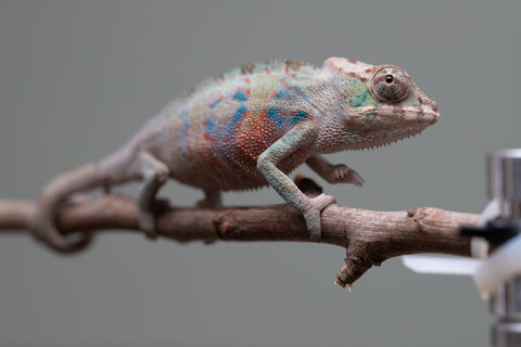 Holdbacks/Individuals: ALL NEW Ambanja Offspring from "Helm Hammerhand" x "Small Fry" - Hatched: May 25' - Male #4