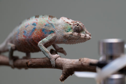 Holdbacks/Individuals: ALL NEW Ambanja Offspring from "Helm Hammerhand" x "Small Fry" - Hatched: May 25' - Male #4