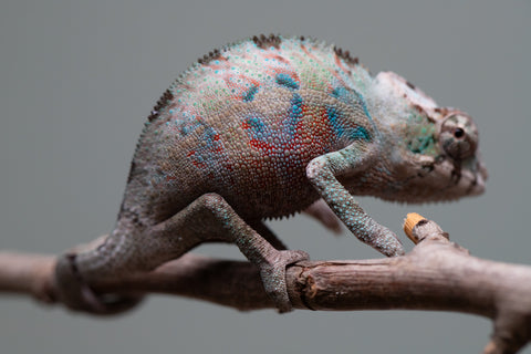 Holdbacks/Individuals: ALL NEW Ambanja Offspring from "Helm Hammerhand" x "Small Fry" - Hatched: May 25' - Male #4