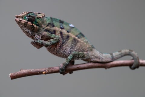 Holdbacks/Individuals: ALL NEW Ambanja Offspring from "Helm Hammerhand" x "Small Fry" - Hatched: May 25' - Male #5