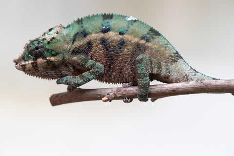 Holdbacks/Individuals: ALL NEW Ambanja Offspring from "Helm Hammerhand" x "Small Fry" - Hatched: May 25' - Male #5