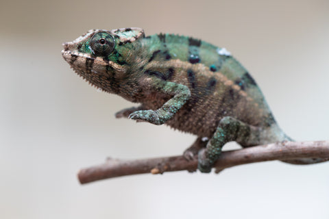 Holdbacks/Individuals: ALL NEW Ambanja Offspring from "Helm Hammerhand" x "Small Fry" - Hatched: May 25' - Male #5