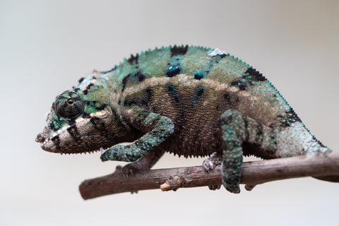 Holdbacks/Individuals: ALL NEW Ambanja Offspring from "Helm Hammerhand" x "Small Fry" - Hatched: May 25' - Male #5