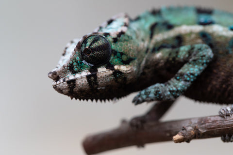 Holdbacks/Individuals: ALL NEW Ambanja Offspring from "Helm Hammerhand" x "Small Fry" - Hatched: May 25' - Male #5