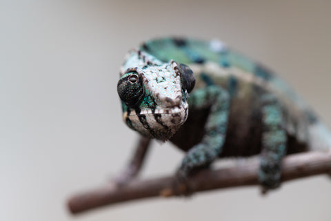 Holdbacks/Individuals: ALL NEW Ambanja Offspring from "Helm Hammerhand" x "Small Fry" - Hatched: May 25' - Male #5
