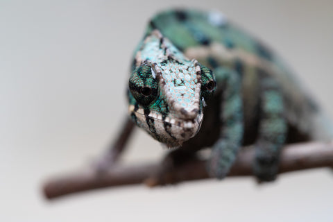 Holdbacks/Individuals: ALL NEW Ambanja Offspring from "Helm Hammerhand" x "Small Fry" - Hatched: May 25' - Male #5